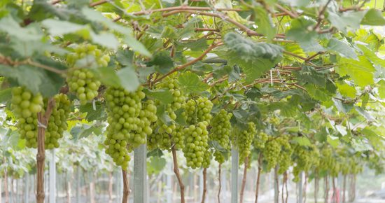 Grapevine canopy