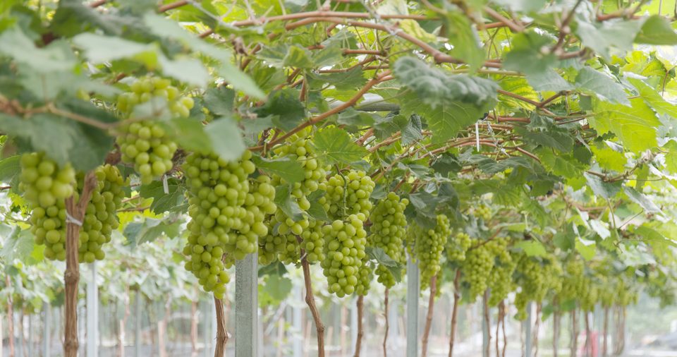 Vineyard crop rows